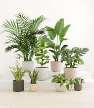 Load image into Gallery viewer, Woodland*****Profile
