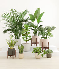 Load image into Gallery viewer, Woodland stand:three_stands
