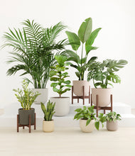 Load image into Gallery viewer, Woodland stand:three_stands
