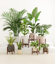 Load image into Gallery viewer, Woodland stand:six_stands
