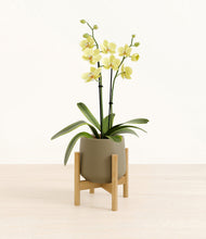 Load image into Gallery viewer, Olive stand:bamboo
