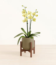 Load image into Gallery viewer, Olive stand:walnut
