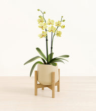 Load image into Gallery viewer, Almond Green stand:bamboo
