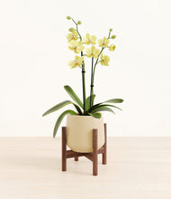 Load image into Gallery viewer, Almond Green stand:walnut
