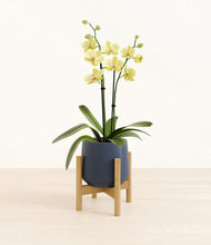 Load image into Gallery viewer, Deep Navy stand:bamboo
