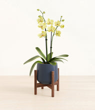 Load image into Gallery viewer, Deep Navy stand:walnut
