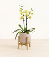 Load image into Gallery viewer, Eternal Gray stand:bamboo
