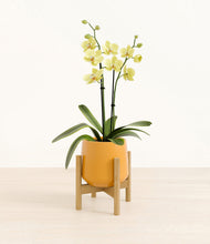 Load image into Gallery viewer, Mustard stand:bamboo
