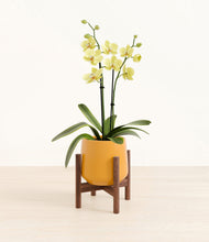 Load image into Gallery viewer, Mustard stand:walnut
