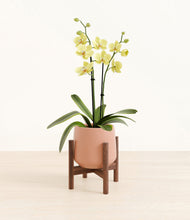 Load image into Gallery viewer, Calm Rose stand:walnut
