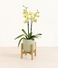 Load image into Gallery viewer, Turquoise stand:bamboo
