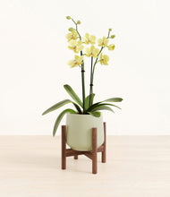 Load image into Gallery viewer, Turquoise stand:walnut
