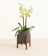 Load image into Gallery viewer, Dark Olive stand:walnut
