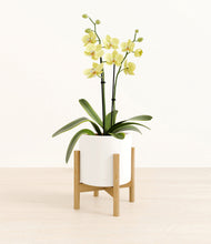 Load image into Gallery viewer, White stand:bamboo
