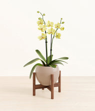 Load image into Gallery viewer, Desert Brown stand:walnut
