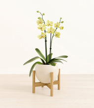 Load image into Gallery viewer, Shiny EggWhite stand:bamboo
