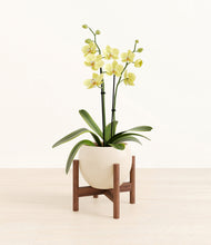 Load image into Gallery viewer, Shiny EggWhite stand:walnut
