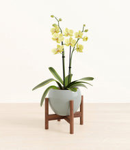 Load image into Gallery viewer, Deep Ocean stand:walnut
