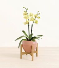 Load image into Gallery viewer, Calm Rose stand:bamboo

