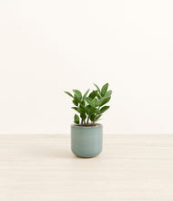 Load image into Gallery viewer, ZZ Plant
