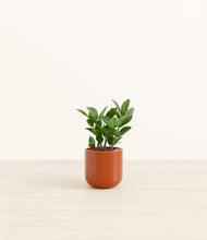 Load image into Gallery viewer, ZZ Plant
