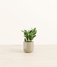 Load image into Gallery viewer, ZZ Plant
