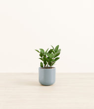 Load image into Gallery viewer, ZZ Plant
