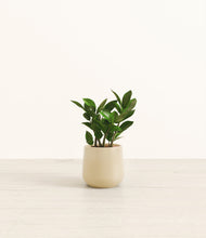 Load image into Gallery viewer, ZZ Plant
