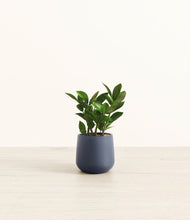 Load image into Gallery viewer, ZZ Plant
