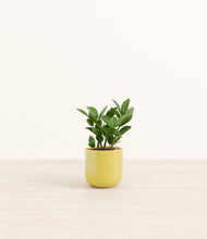 Load image into Gallery viewer, ZZ Plant
