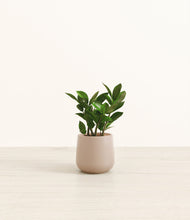 Load image into Gallery viewer, ZZ Plant
