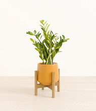 Load image into Gallery viewer, Mustard stand:bamboo
