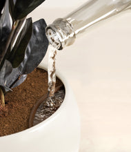 Load image into Gallery viewer, Shiny EggWhite stand:all
