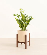 Load image into Gallery viewer, Cream stand:walnut
