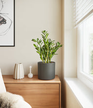Load image into Gallery viewer, Dark Olive
