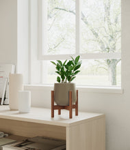 Load image into Gallery viewer, ZZ Plant
