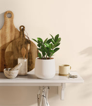 Load image into Gallery viewer, ZZ Plant
