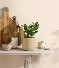 Load image into Gallery viewer, ZZ Plant
