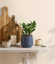 Load image into Gallery viewer, ZZ Plant
