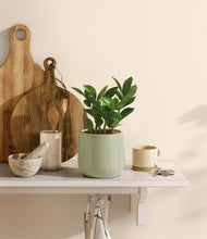 Load image into Gallery viewer, ZZ Plant
