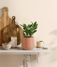 Load image into Gallery viewer, ZZ Plant
