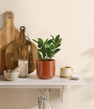 Load image into Gallery viewer, ZZ Plant
