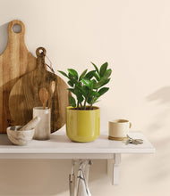 Load image into Gallery viewer, ZZ Plant
