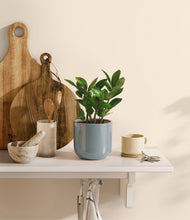 Load image into Gallery viewer, ZZ Plant
