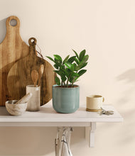 Load image into Gallery viewer, ZZ Plant
