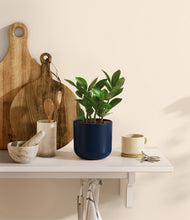 Load image into Gallery viewer, ZZ Plant
