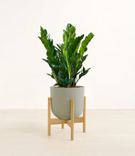 Load image into Gallery viewer, Sage Green stand:bamboo
