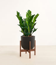 Load image into Gallery viewer, Stone Black stand:walnut
