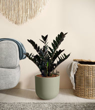 Lade das Bild in den Galerie-Viewer, Sage Green
