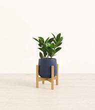 Load image into Gallery viewer, ZZ Plant
